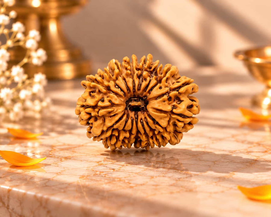 17 Mukhi