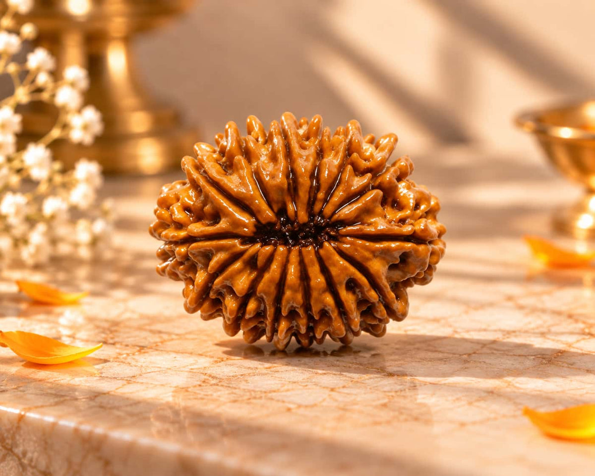 14 Mukhi