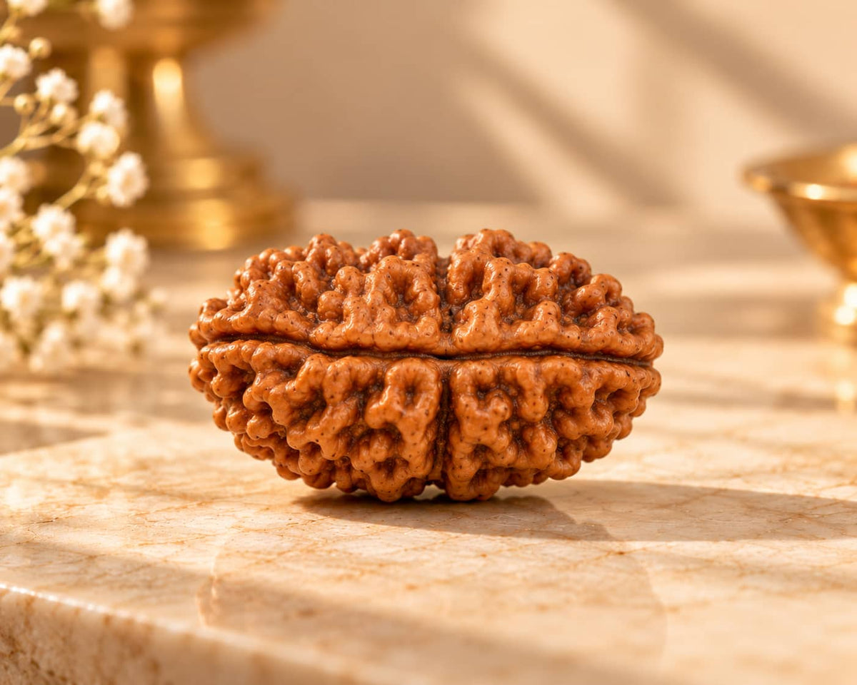 2 Mukhi